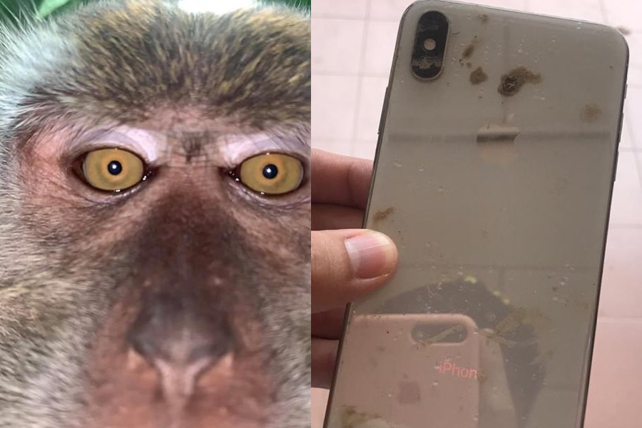 El propietario recupera su iPhone perdido;  Encuentra selfies y videos de monos