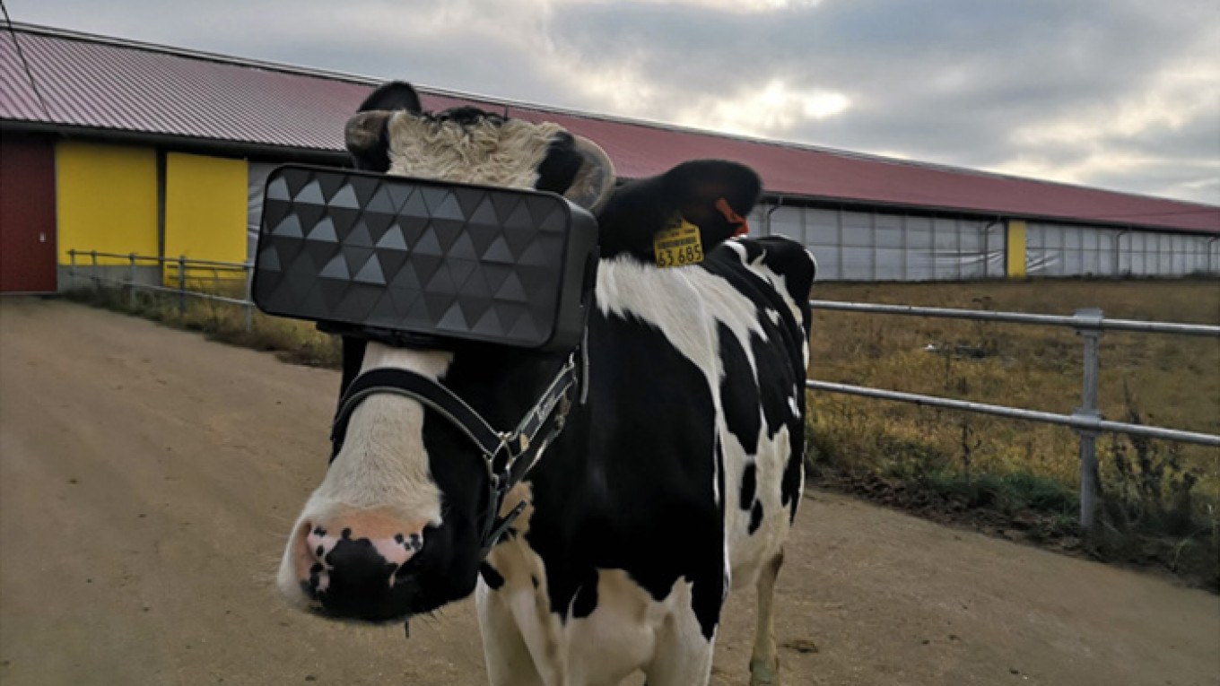 Los agricultores rusos están instalando auriculares de realidad virtual en las vacas para aumentar la producción de leche