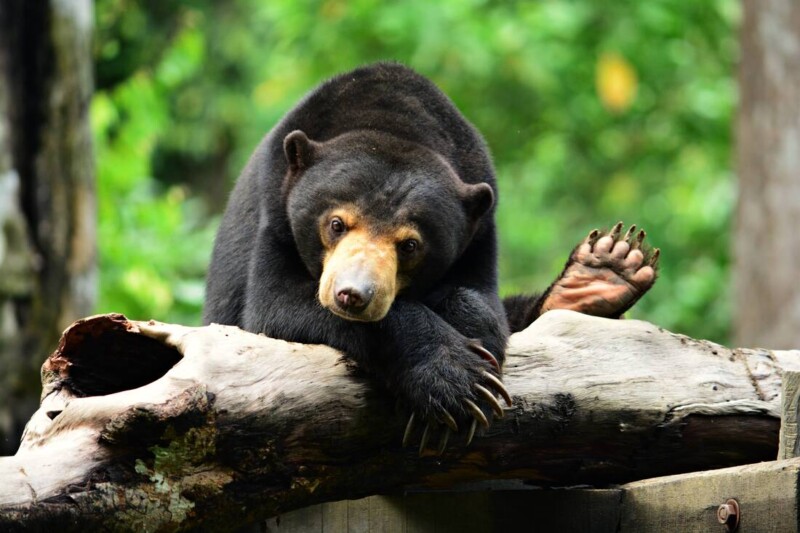 Sun Bear Centre Hosts Virtual Tour To Promote Sabah Eco-Tourism