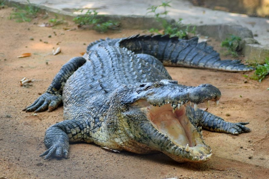 Melaka Crocodile Park Begins To Organise MCO Virtual Tour Sessions Through Google Meet