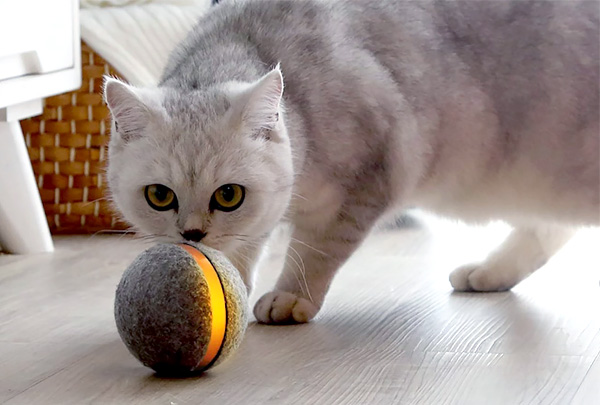 Кот и мячик