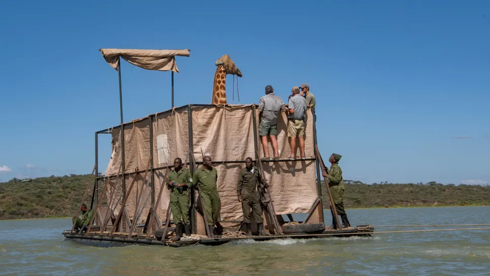 Se están rescatando jirafas en Kenia.  Estos animales raros son transportados en una balsa desde la isla hasta el continente.