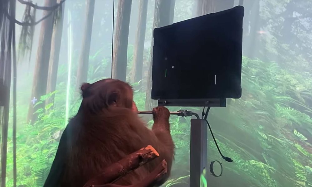 neuralink pong-playing monkey