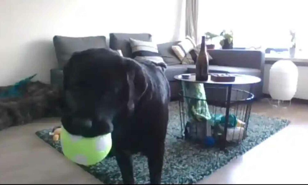 DogPhone cambia el guión y permite que su mascota lo llame por video