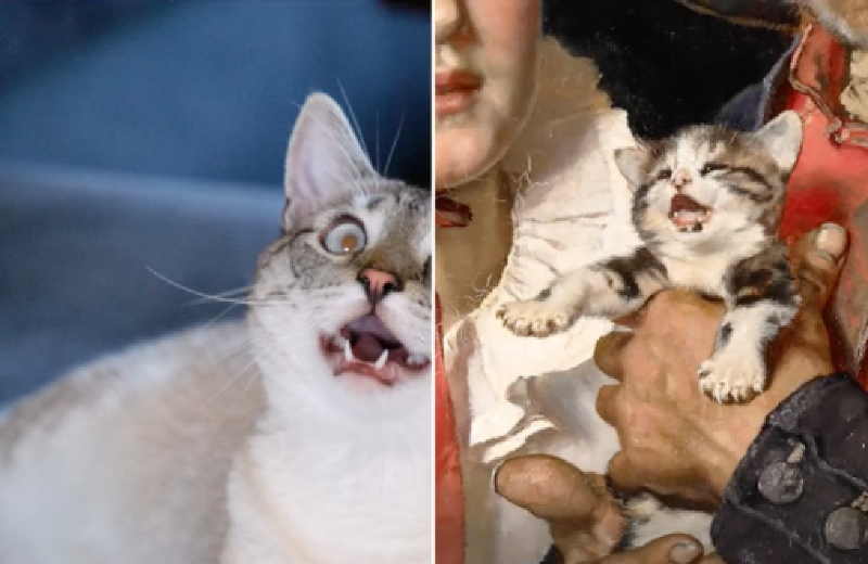 Illustratie: The Arts &  Google Culture detecteert soortgelijke huisdieren in kunstwerken