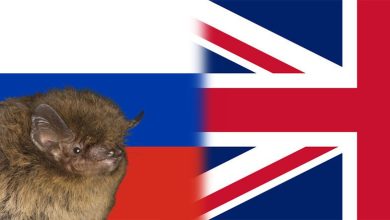 Murciélago que volaba de Inglaterra a Rusia muere en ataque de gato