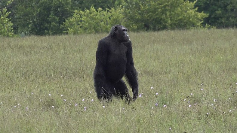 Chimpancés atacan y matan gorilas por primera vez