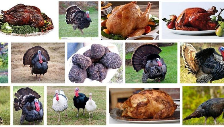Extraño resultado de la búsqueda de 'Turquía' en Google Images