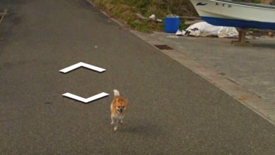 Lindo perro siguiendo el vehículo de Google Street View a lo largo de la carretera