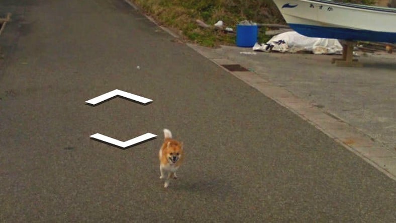 Lindo perro siguiendo el vehículo de Google Street View a lo largo de la carretera