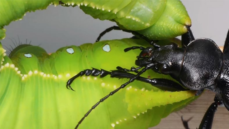 La oruga que convierte al insecto atacante en un chivo expiatorio