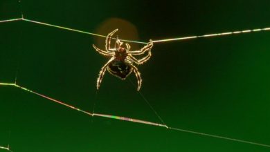Una araña del tamaño de un pulgar que puede lanzar una telaraña a 24 metros de distancia