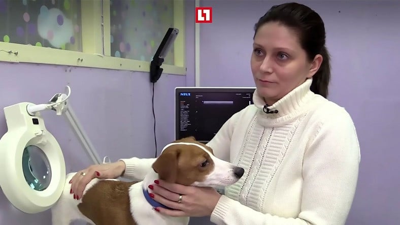 Familia que lleva un perro que no le gusta la oreja al cirujano plástico