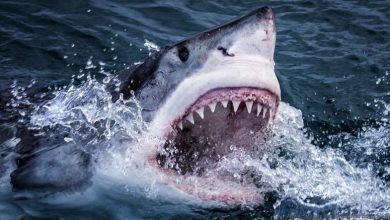 ¡8 cosas increíbles que se han tragado los tiburones tigre!