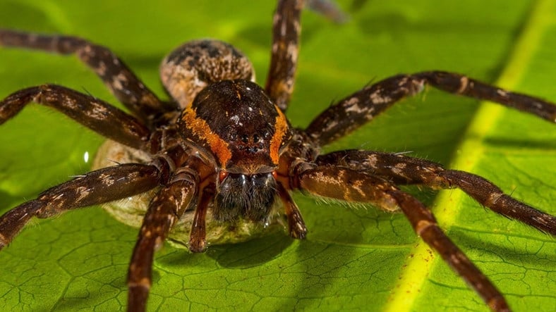 ¡La araña gigante que asusta al turista británico!